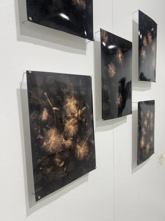  Japanse kersenbloesem