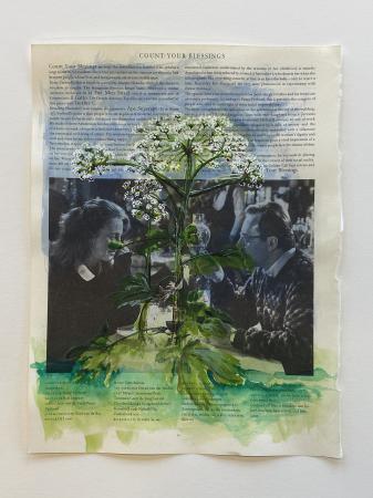  Hogweed
