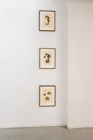  Hippocampus hippocampus, Hippocampus hippocampus en Electra pilosa, Electra pilosa