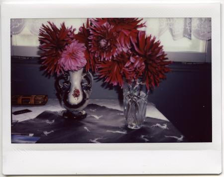  Mirek's Dahlas, 2021