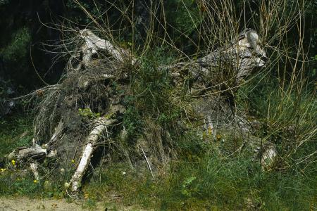  A portrait of a stub