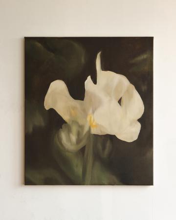  Witte Iris, een bloem van hoop.