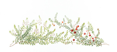  Cranberry