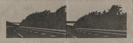  Movement (roadside trees)