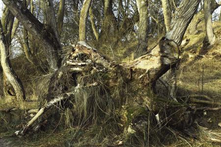  A portrait of a stub