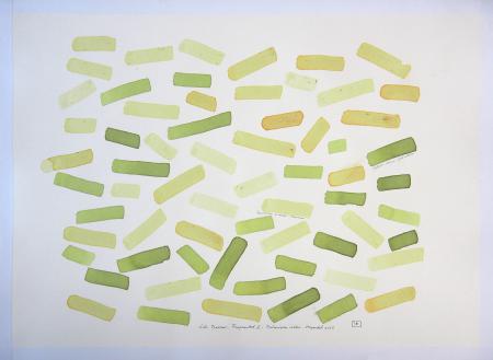  Fragmented II Een bedje Walstro