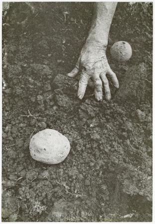  Planting Potatoes