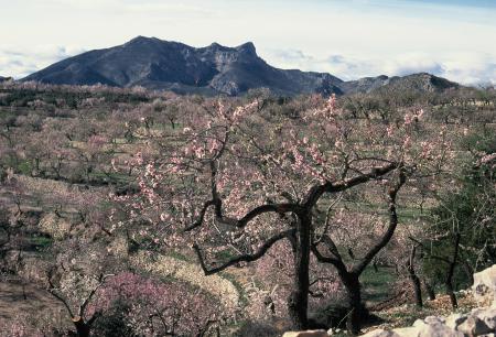  Amandelboom Tarbena Spanje