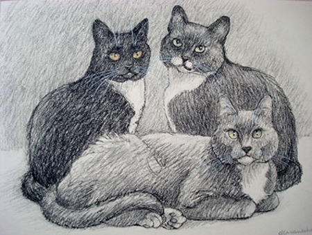  3 katten
