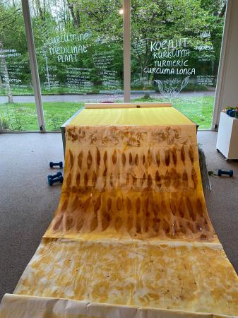 Curcuma Longa Characters  Curcuma Longa Characters