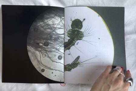  In The Forest Behind My Father's House