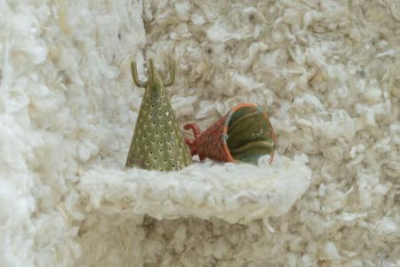  A Choral Accomplishment