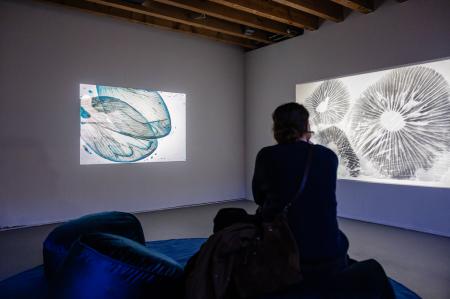 Grantangi Plant Medicine  Grantangi Plant Medicine