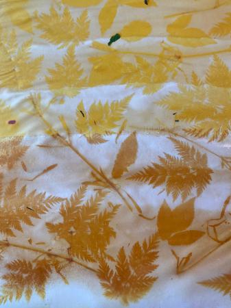 Curcuma Longa Characters  Curcuma Longa Characters