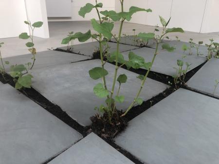  Root Field 2, (Japanse Duizendknoop), detail