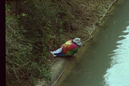  La Curiosidad (work in progress)