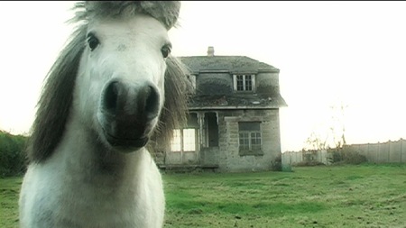  Pony