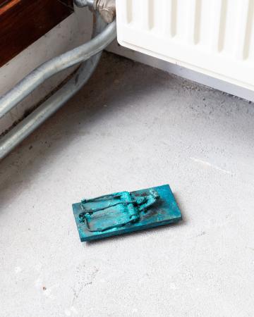  It’s a rat rat’s world