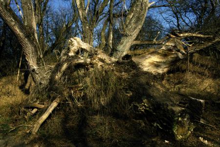  A portrait of a stub