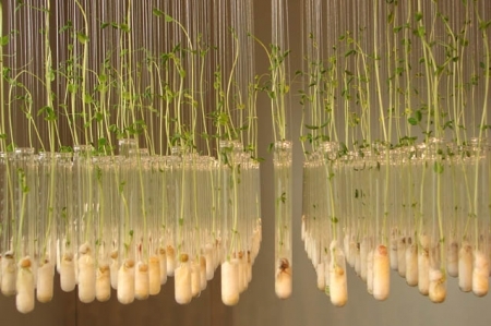 almost plants  almost plants