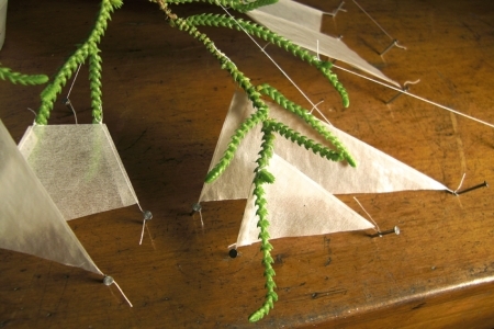 plant/ geometry  plant/ geometry