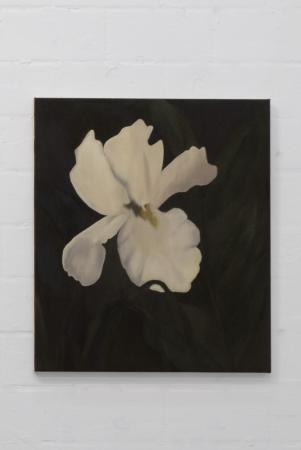  Witte Iris