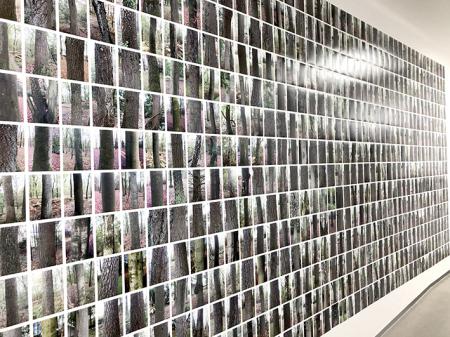  Bomen die Helene Kröller-Müller gezien had kunnen hebben