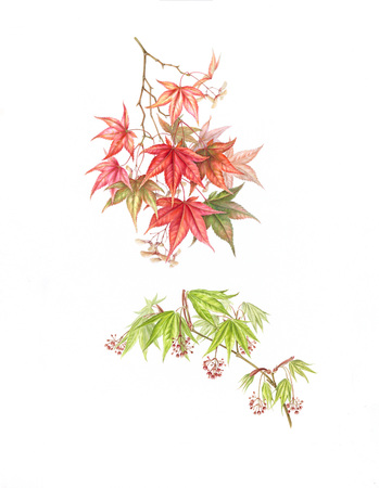  Acer palmatum