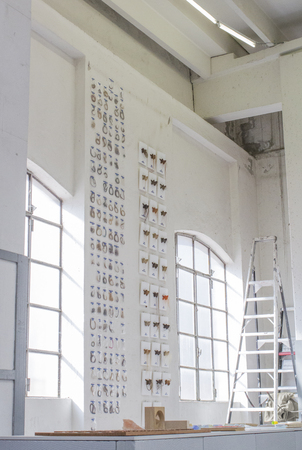  PROJECT 000 004 - Hypertrichosis Bow Tie