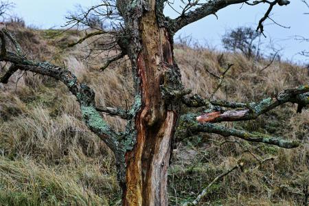  A portrait of a tree