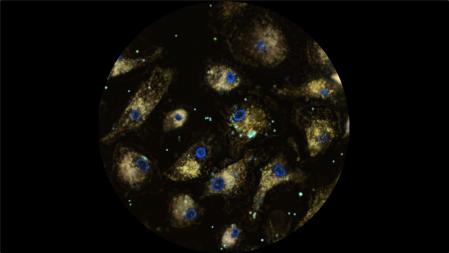  Becoming A Sentinel Species 