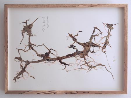  ABOUT  FUNGI - About Fungi and Roots