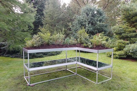  Radix Morgana Pinetum