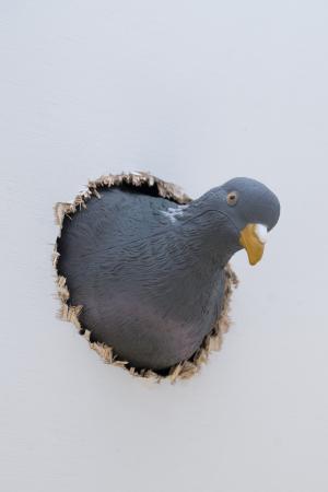  Getting inside the head of an ox