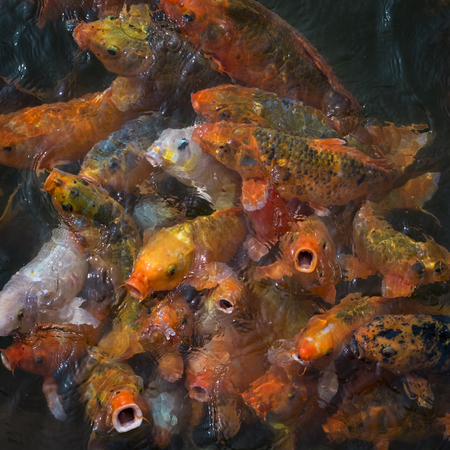  Oh Koi!