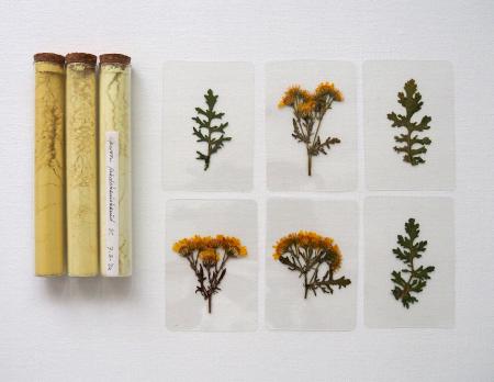  COLLECTING COLOUR Presentatie van lake pigment met de plant 