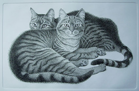  twee katten
