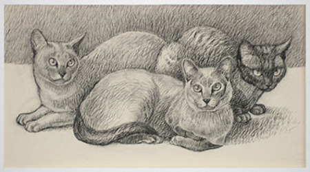  drie katten