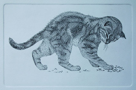  cyperse kat