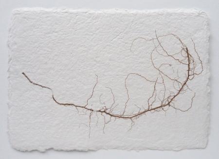  ABOUT ROOTS - Zwerfwortels