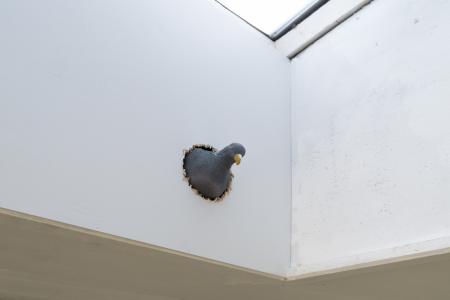  Getting inside the head of an ox