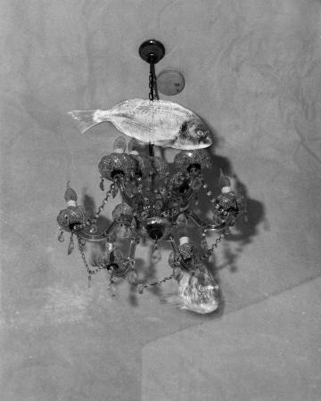  The mermaids gaze, flood