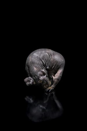  Control Freaks - Bald breeds