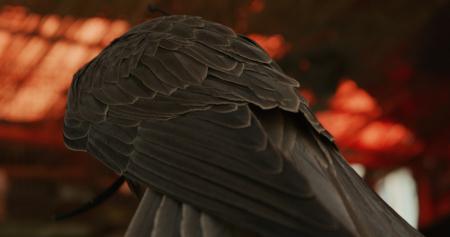  The Falcon of Karachi (still)