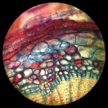  BOTANISCHE MICROSCOPIE - Wortel van de  taxus