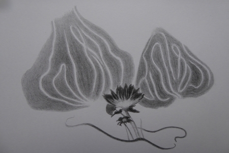  Tuin II
