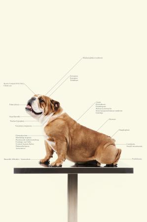  Control Freaks - Dog breed