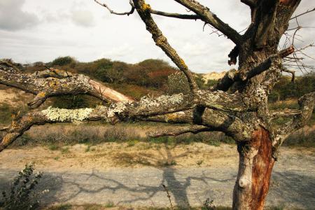  A portrait of a tree