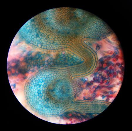  BOTANISCHE MICROSCOPIE - Ongeboren beukenblad in knop