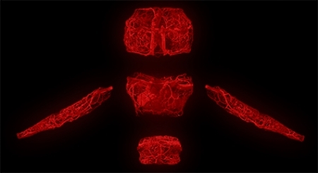  The Modular Body